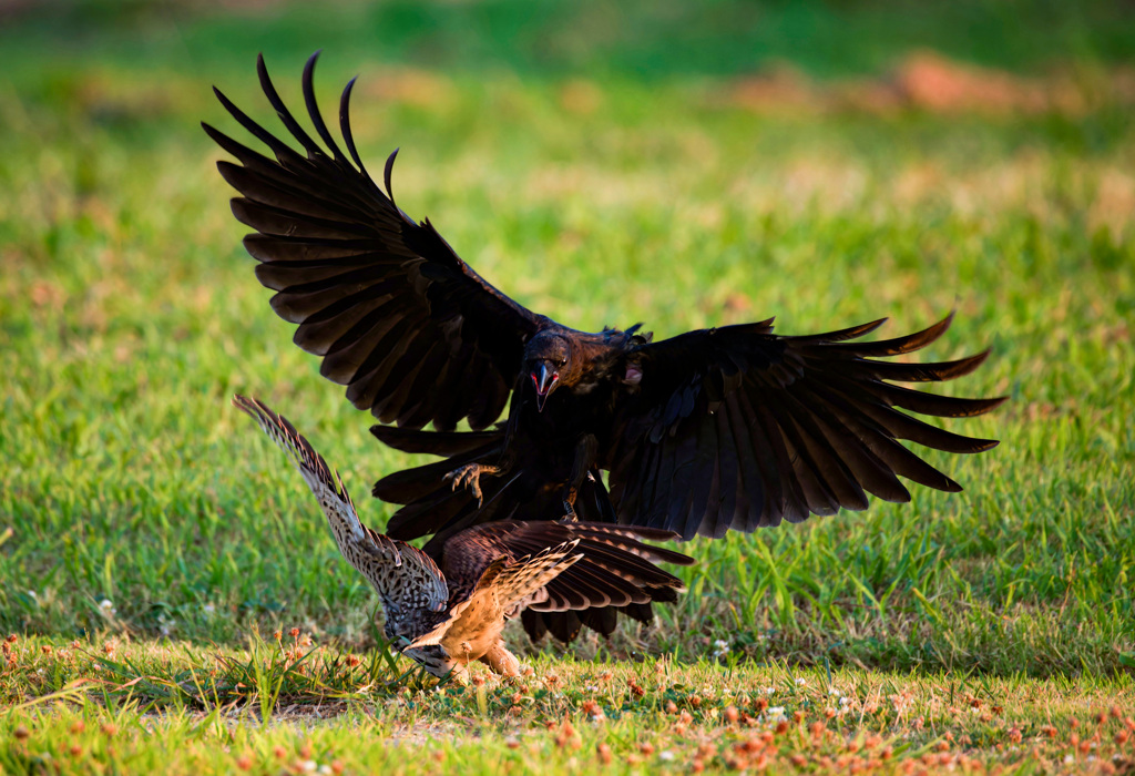 チョウゲンボウ