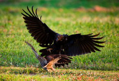 チョウゲンボウ