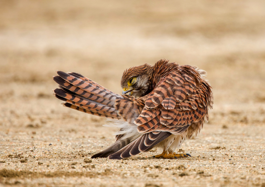 チョウゲンボウ