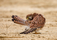 チョウゲンボウ