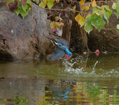 カワセミの水浴び