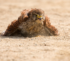 チョウゲンボウ