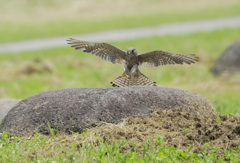 チョウゲンボウ