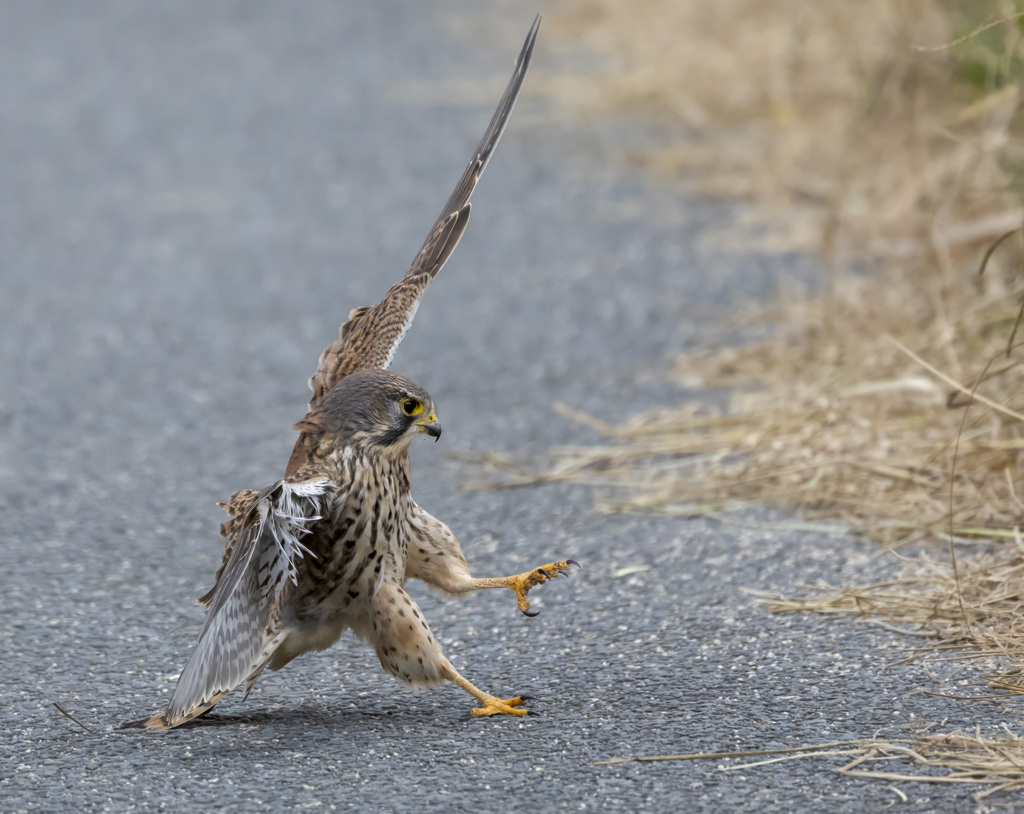 チョウゲンボウ