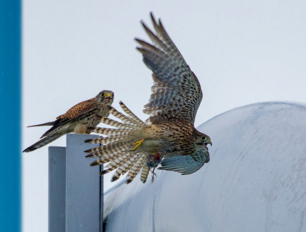 チョウゲンボウ