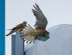 チョウゲンボウ