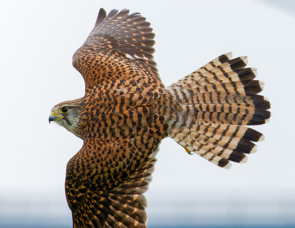 チョウゲンボウ