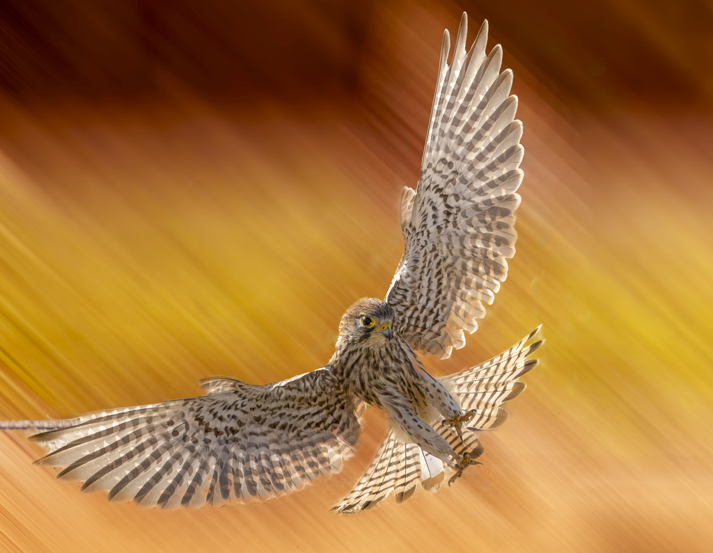 チョウゲンボウ