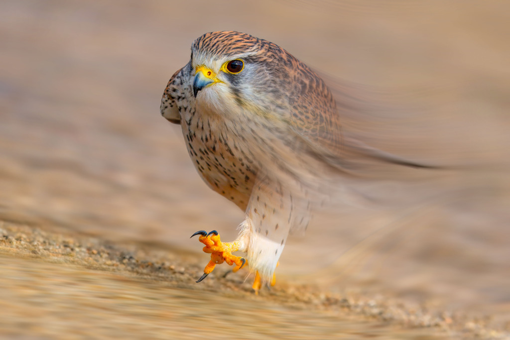 チョウゲンボウ