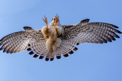 チョウゲンボウ