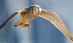 チョウゲンボウ