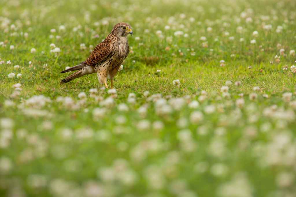 チョウゲンボウ