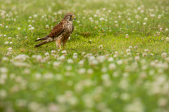 チョウゲンボウ