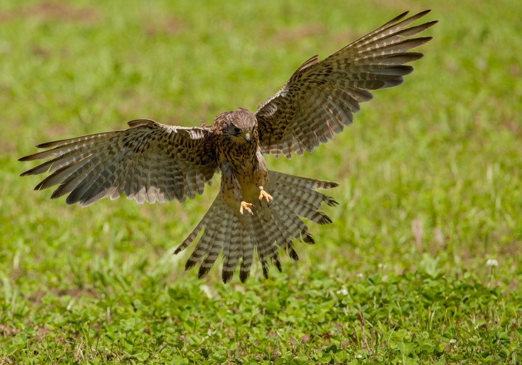 チョウゲンボウ