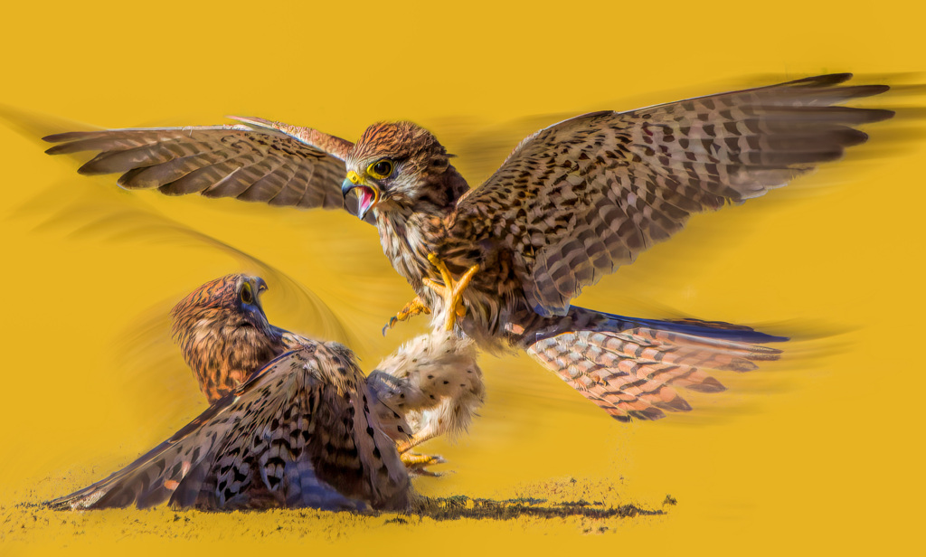 チョウゲンボウ