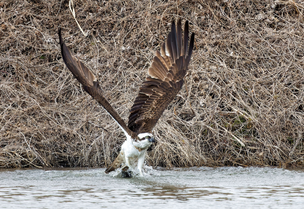 大きなブラックバスを・・・
