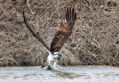 大きなブラックバスを・・・