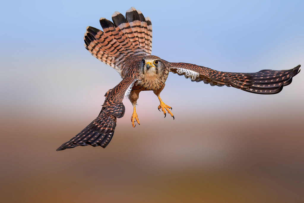 チョウゲンボウ