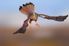 チョウゲンボウ