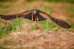 チョウゲンボウ