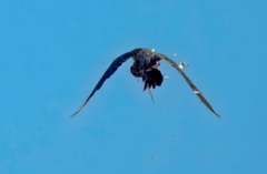 鳩を捕捉