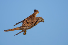 チョウゲンボウ