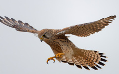 チョウゲンボウ