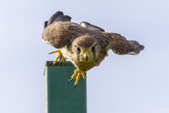チョウゲンボウ