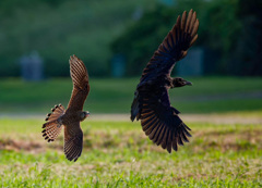 チョウゲンボウ
