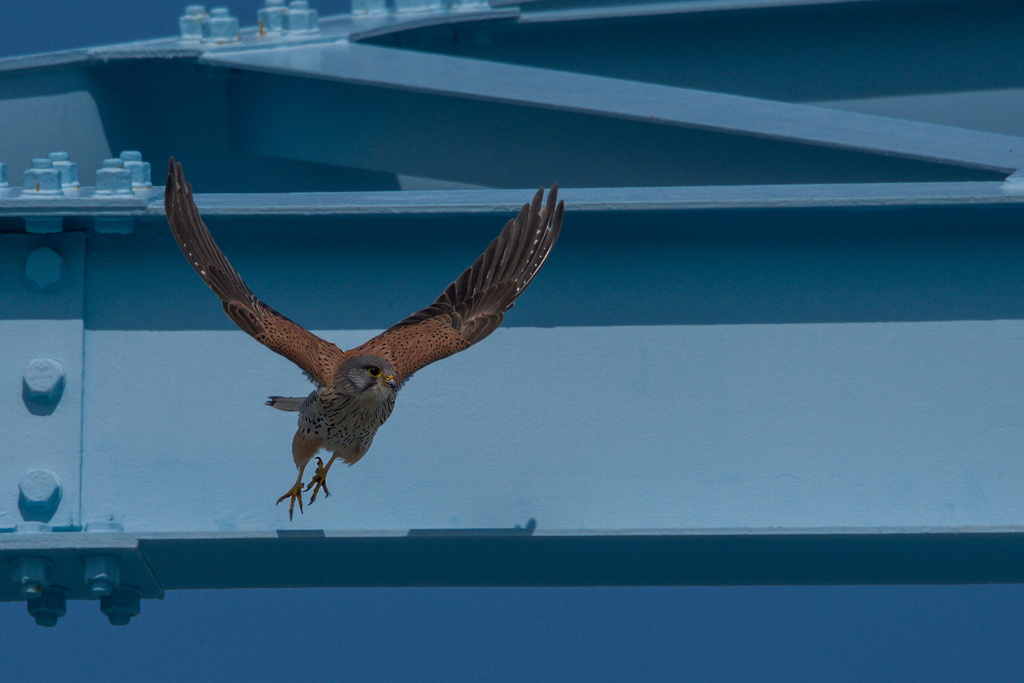 チョウゲンボウ
