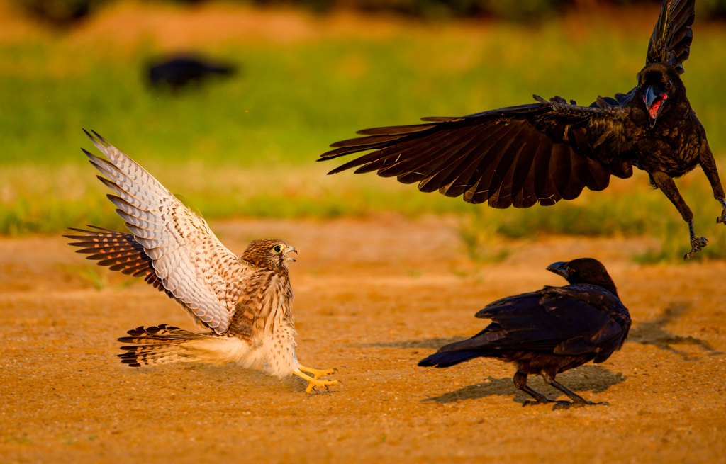 チョウゲンボウ