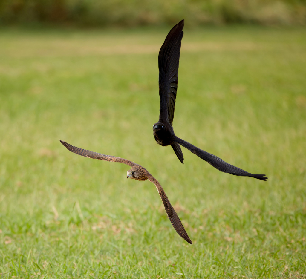 チョウゲンボウ