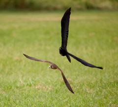チョウゲンボウ