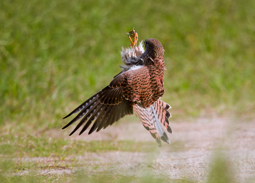 ナイスキャッチ2