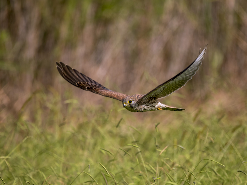 チョウゲンボウ