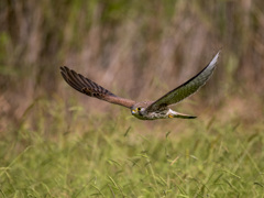 チョウゲンボウ