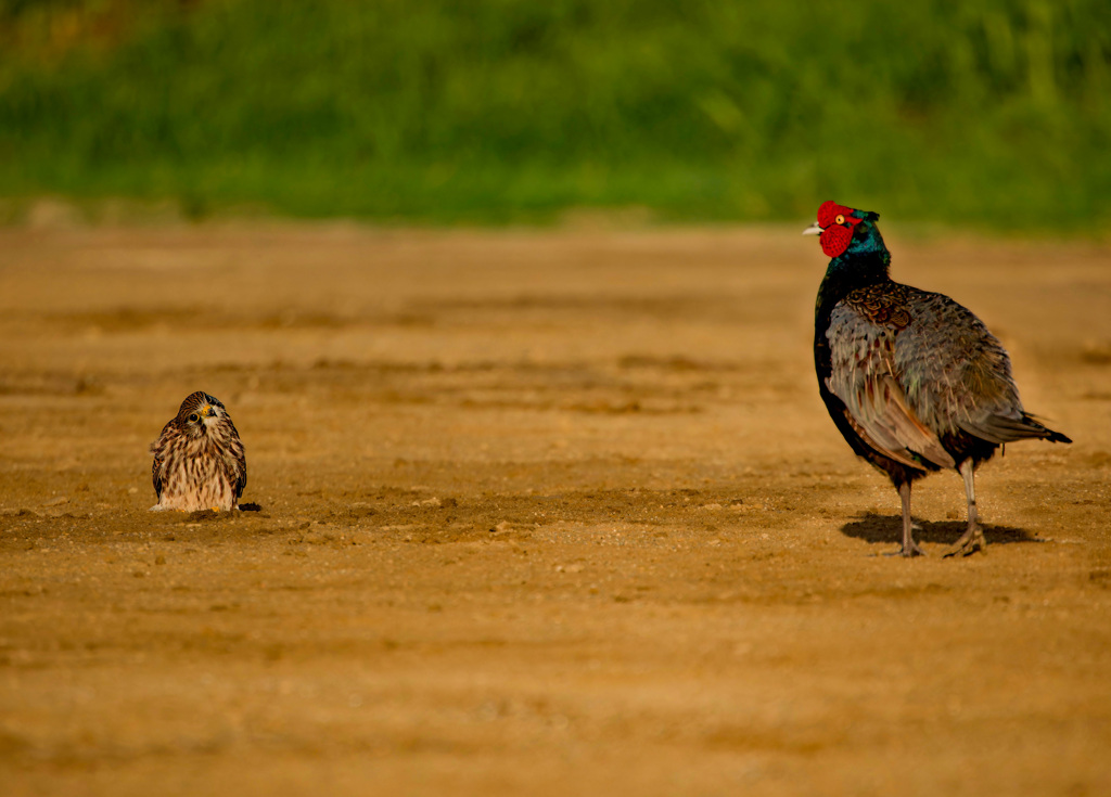 キジとチョウゲンボウ