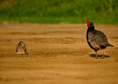 キジとチョウゲンボウ