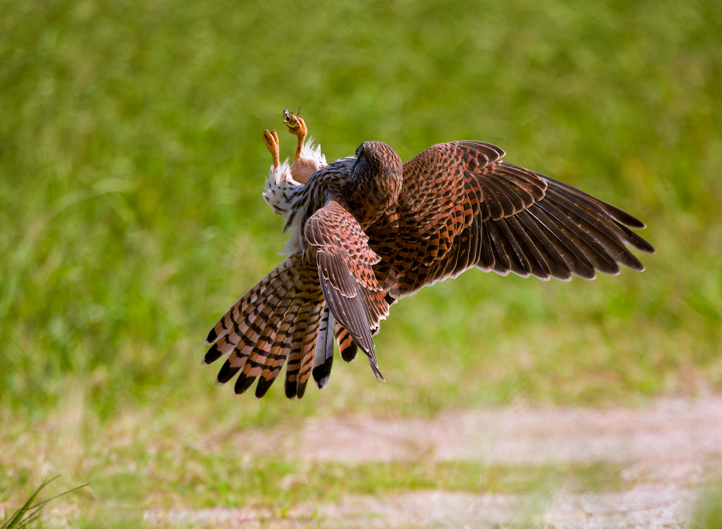 ナイスキャッチ3