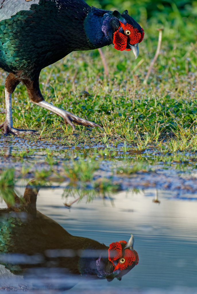 雨上がりの散歩