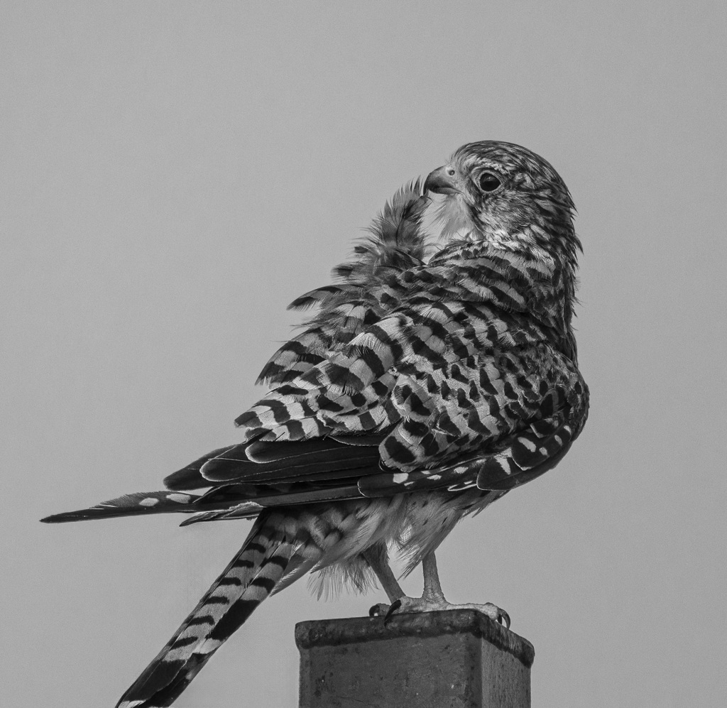 チョウゲンボウ