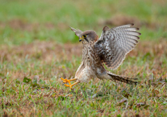 チョウゲンボウ