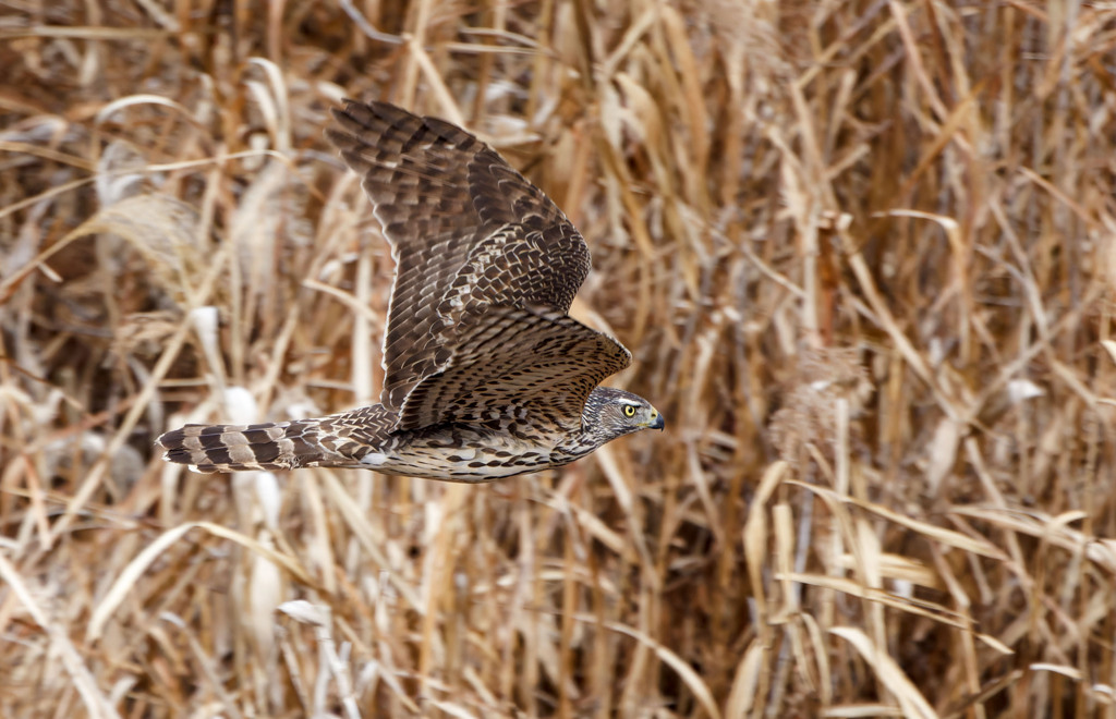 オオタカ（若）