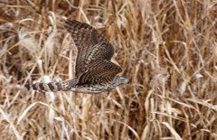 オオタカ（若）