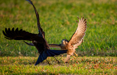 チョウゲンボウ