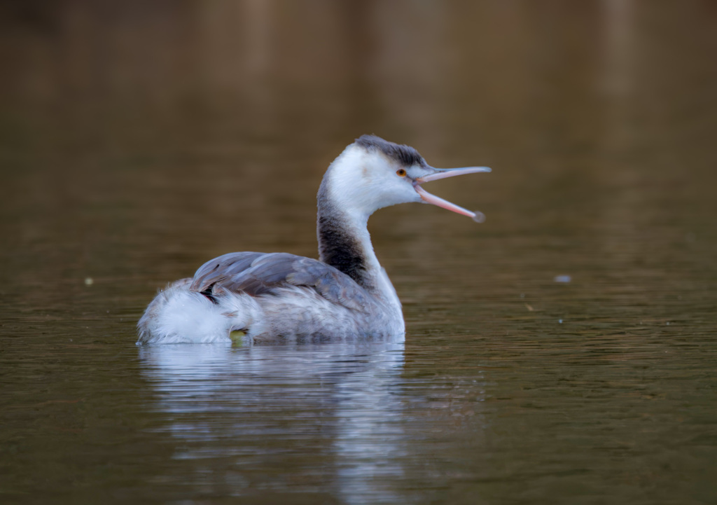 カンムリカイツブリ