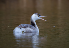 カンムリカイツブリ