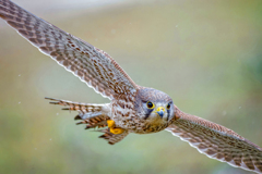 チョウゲンボウ