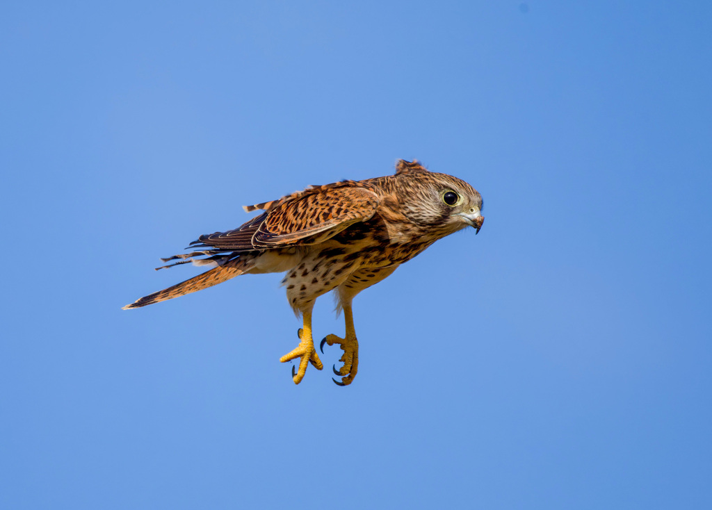 チョウゲンボウ