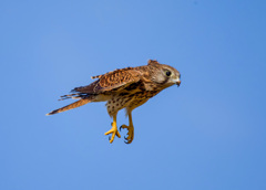 チョウゲンボウ